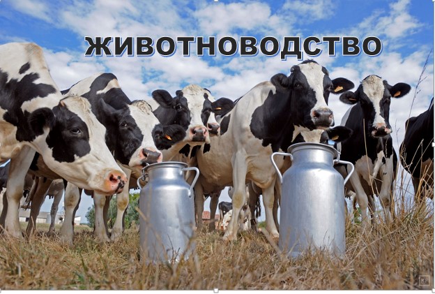 Информация о развитии животноводства на 01.03.2024 г..