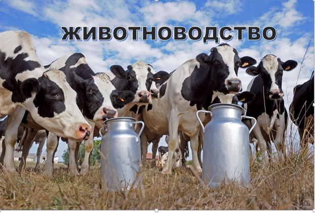 Информация о развитии животноводства.